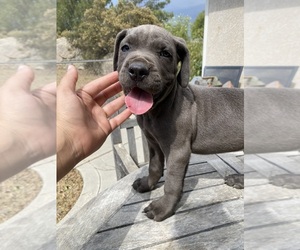 Cane Corso Puppy for sale in AGUANGA, CA, USA