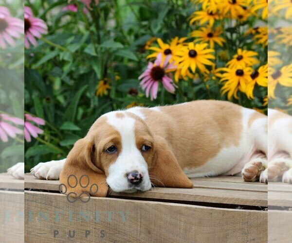 Medium Photo #2 Basset Hound Puppy For Sale in MANHEIM, PA, USA