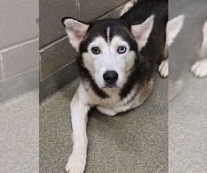 Onyx - Male Siberian Husky Dog for Adoption - Photo #6