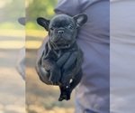 Small #5 French Bulldog