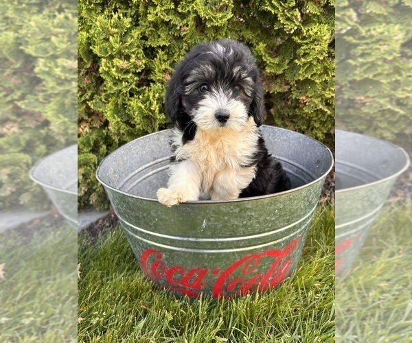 Medium Photo #4 Poo-Ton Puppy For Sale in MIDDLEBURY, IN, USA