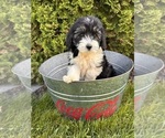 Small #3 Poo-Ton