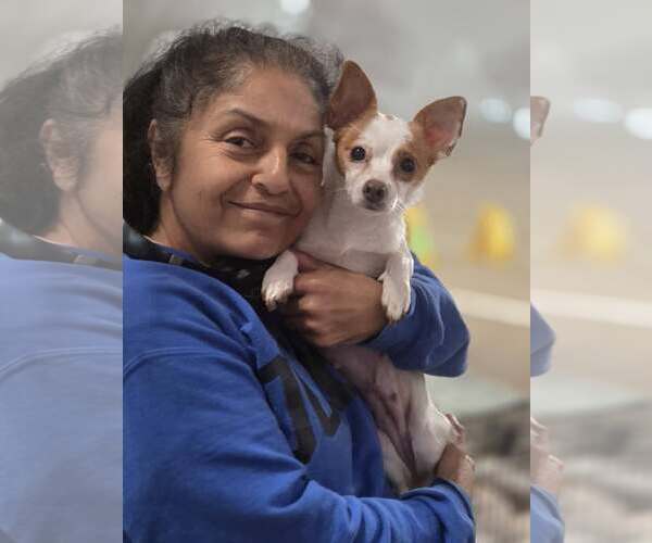 Medium Photo #6 Chiranian Puppy For Sale in Arlington, WA, USA