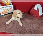 Small #4 Golden Retriever