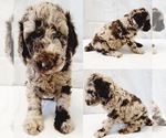 Small Photo #1 Poodle (Standard) Puppy For Sale in BROOKER, FL, USA