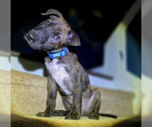 Mutt Dogs for adoption in Greenville, SC, USA