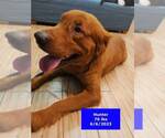 Small Golden Retriever