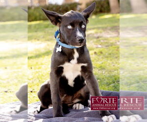 Sky - Female Border Collie-Siberian Husky Mix Dog for Adoption - Photo #5