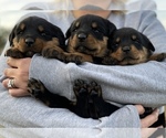 Small Photo #4 Rottweiler Puppy For Sale in GRAYTOWN, OH, USA