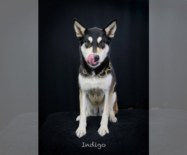 Medium Photo #4 Siberian Husky-Unknown Mix Puppy For Sale in Hot Springs Village, AR, USA