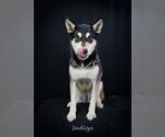 Small #3 Siberian Husky Mix