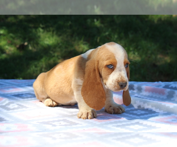 View Ad Basset Hound Puppy for Sale near Kentucky, MUNFORDVILLE, USA