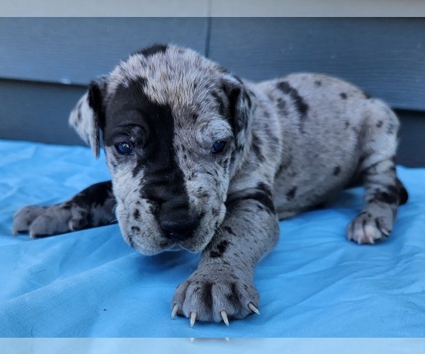 Medium Photo #5 Great Dane Puppy For Sale in MOUNT STERLING, KY, USA