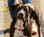 Small #8 Labrador Retriever Mix