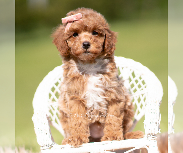 Medium Photo #2 Poodle (Miniature) Puppy For Sale in WARSAW, IN, USA