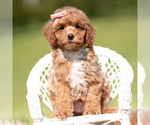 Small Photo #80 Poodle (Miniature) Puppy For Sale in WARSAW, IN, USA