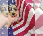 Small Photo #9 Australian Shepherd Puppy For Sale in WILLIAMSBURG, CO, USA