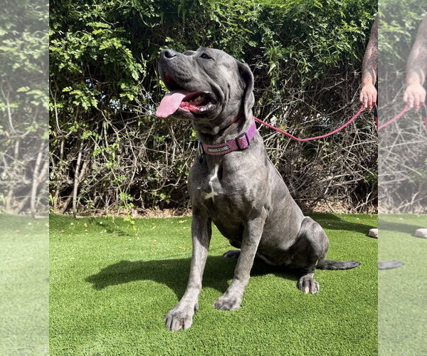 Medium Photo #5 Mutt Puppy For Sale in Goodyear, AZ, USA