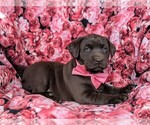 Small Photo #5 Labrador Retriever Puppy For Sale in KIRKWOOD, PA, USA