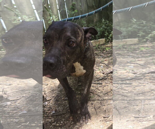 Medium Photo #3 American Staffordshire Terrier-Unknown Mix Puppy For Sale in Jackson, MS, USA