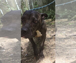 Bat Girl - Female American Staffordshire Terrier-Unknown Mix Dog for Adoption - Photo #3