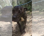Small #2 American Staffordshire Terrier Mix