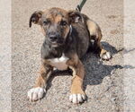 Small #2 Boxer-German Shepherd Dog Mix