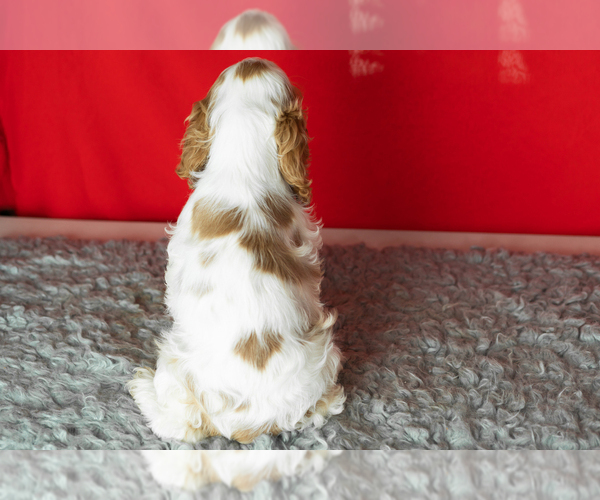 Medium Photo #4 Cocker Spaniel Puppy For Sale in NAPPANEE, IN, USA
