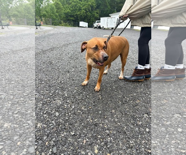 Medium Photo #3 Mutt Puppy For Sale in Hinton, WV, USA