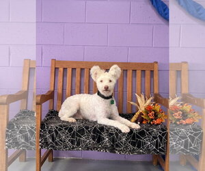 **TITO** - Male Poochon Dog for Adoption - Photo #3