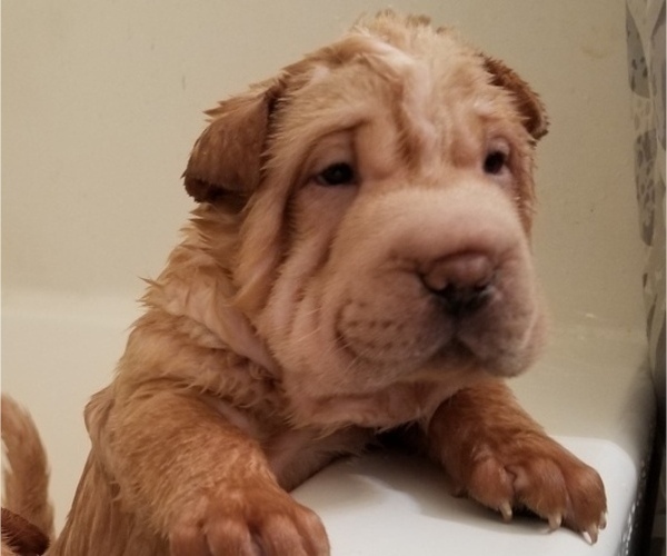 Medium Photo #1 Chinese Shar-Pei Puppy For Sale in APPLE VALLEY, CA, USA