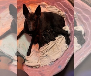 Mother of the German Shepherd Dog puppies born on 08/31/2022