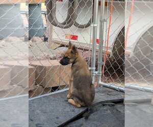 Drive Thru litter, Jimmy - located in UT - Male Mutt Dog for Adoption - Photo #3