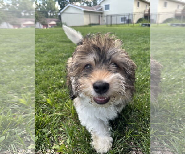 Medium Photo #4 Coton de Tulear Puppy For Sale in St. Louis Park, MN, USA