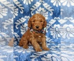 Small Photo #1 Goldendoodle (Miniature) Puppy For Sale in CHRISTIANA, PA, USA