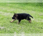 Small Photo #6 German Shepherd Dog Puppy For Sale in MORRISVILLE, MO, USA