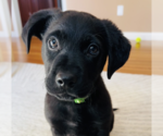 Small #4 Labrador Retriever Mix