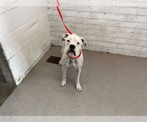 Boxer Dogs for adoption in San Bernardino, CA, USA