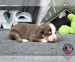 Small Photo #29 Miniature Australian Shepherd Puppy For Sale in GRANBURY, TX, USA