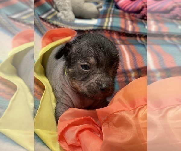 Medium Photo #2 Chinese Crested Puppy For Sale in SOUTHERN PINES, NC, USA