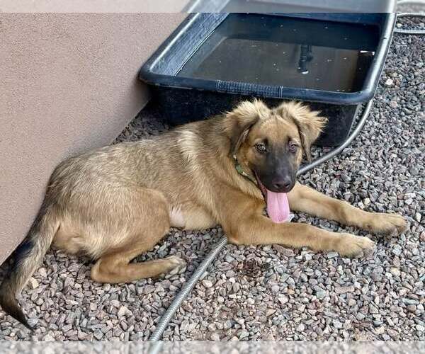 Medium Photo #4 Black Mouth Cur-Unknown Mix Puppy For Sale in Cave Creek, AZ, USA