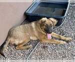 Small #3 Black Mouth Cur Mix