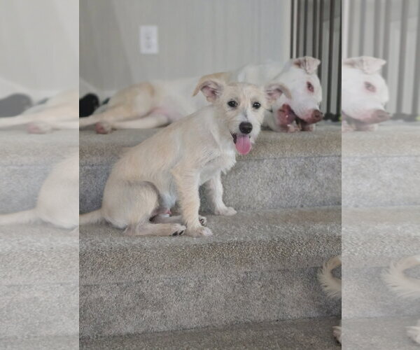 Medium Photo #5 Mutt Puppy For Sale in The Woodlands, TX, USA