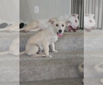 Small #4 Mutt