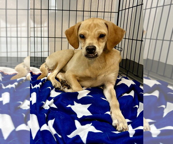 Medium Photo #2 Chihuahua-Unknown Mix Puppy For Sale in oakland, FL, USA