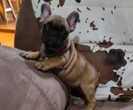 Small Photo #6 French Bulldog Puppy For Sale in BLAKESBURG, IA, USA
