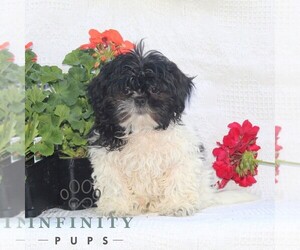Shih Tzu Puppy for sale in RISING SUN, MD, USA