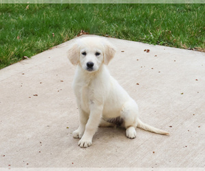 Golden Retriever Puppy for sale in SYRACUSE, IN, USA