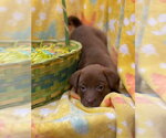 Small #2 Labrador Retriever Mix