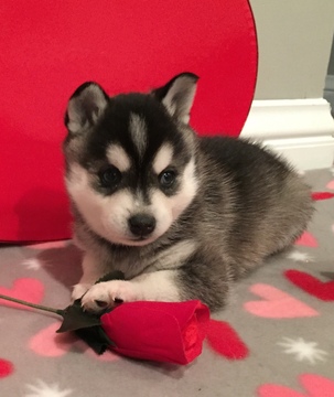 Medium Photo #1 Alaskan Klee Kai Puppy For Sale in WINCHESTER, OH, USA